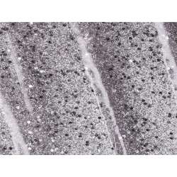 ESMALTE ANDREIA G38 NO SOLVENTS